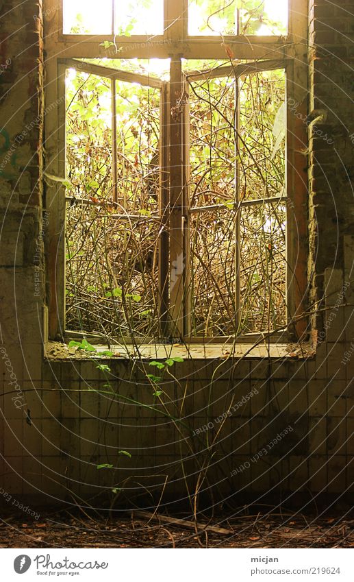 Recapturing A Thirsty Plant Sunlight Spring Summer Ivy Foliage plant Wild plant House (Residential Structure) Window Growth Derelict Tile Tendril Open Natural