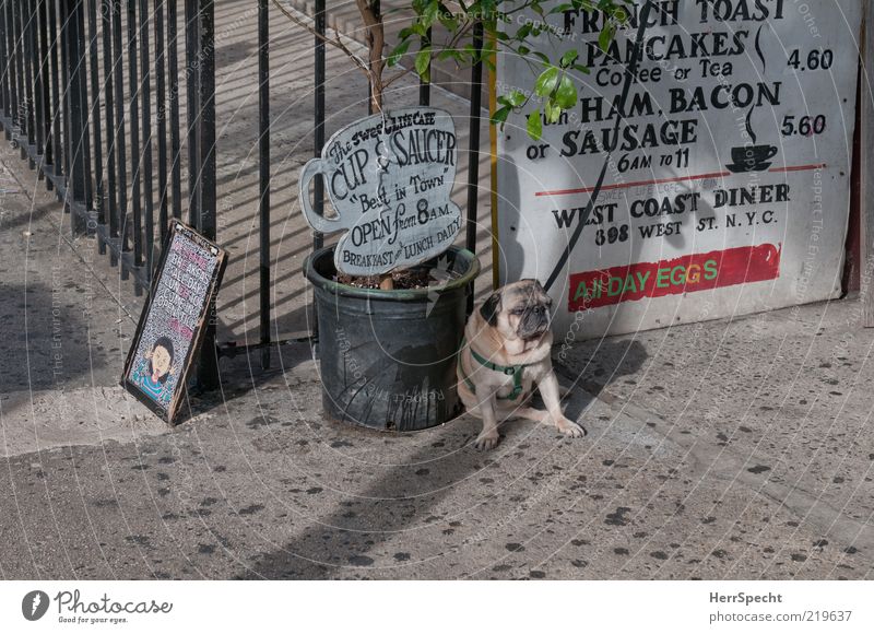 Mopsfidel? Not with me... Restaurant Animal Pet Dog 1 Hideous Brown Gray Sadness Loneliness Chained up Leashed Dog lead Sit Wait Pot plant Insulted Pug Sidewalk