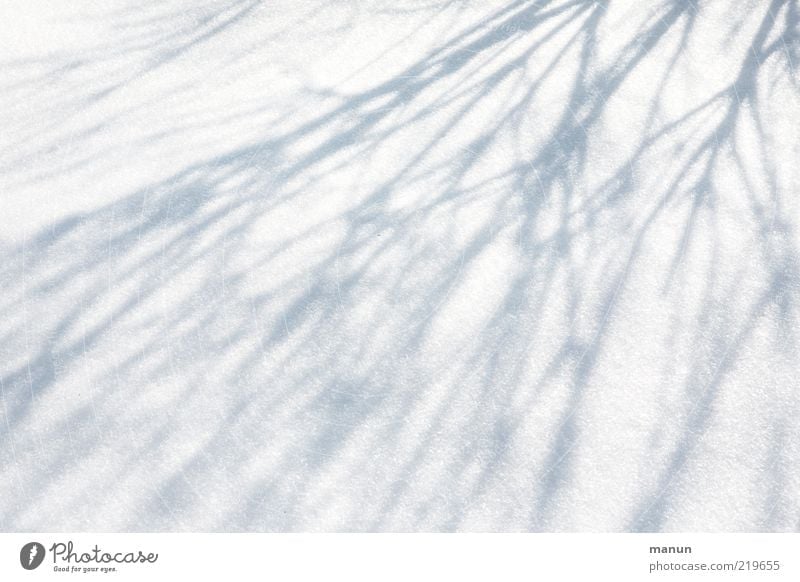 shadowy existence Nature Winter Ice Frost Snow Bushes Branch Line Shadow play Fresh Bright Cold Natural Original Colour photo Exterior shot Abstract Pattern
