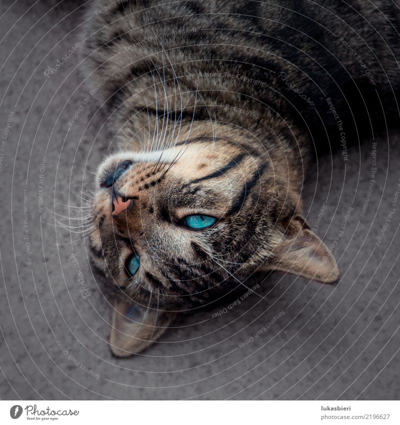 Low tiger cat with blue eyes Cat Domestic cat Blue-green Blue coloration Tiger Animal portrait Eyes Pet Face Cute Lie Calm Motionless Nose Ground Beige Looking