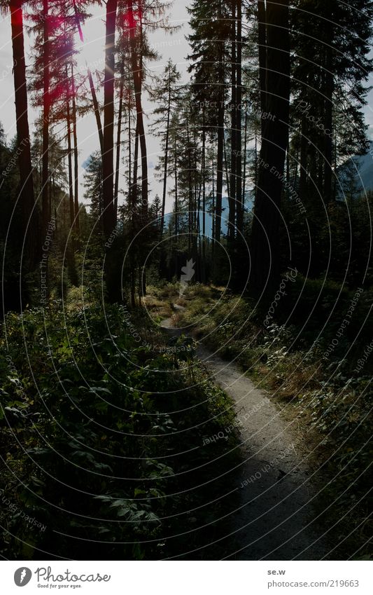 In the dark forest ... | Antholz [15] Sun Sunlight Summer Beautiful weather Forest Alps Mountain Antholzer valley South Tyrol Footpath Discover Glittering