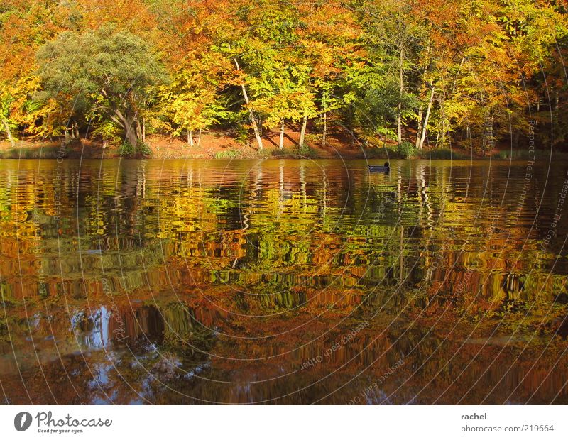 Afternoon at the lake Nature Landscape Water Autumn Beautiful weather Tree Bushes Park Forest Lakeside Pond Duck 1 Animal Relaxation Colour Break Change