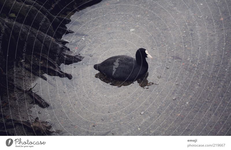 dark duck Animal 1 Black Creepy Duck Feather Lakeside Water Dark Root Coot Black & white photo Exterior shot Copy Space top Copy Space bottom Evening Shadow