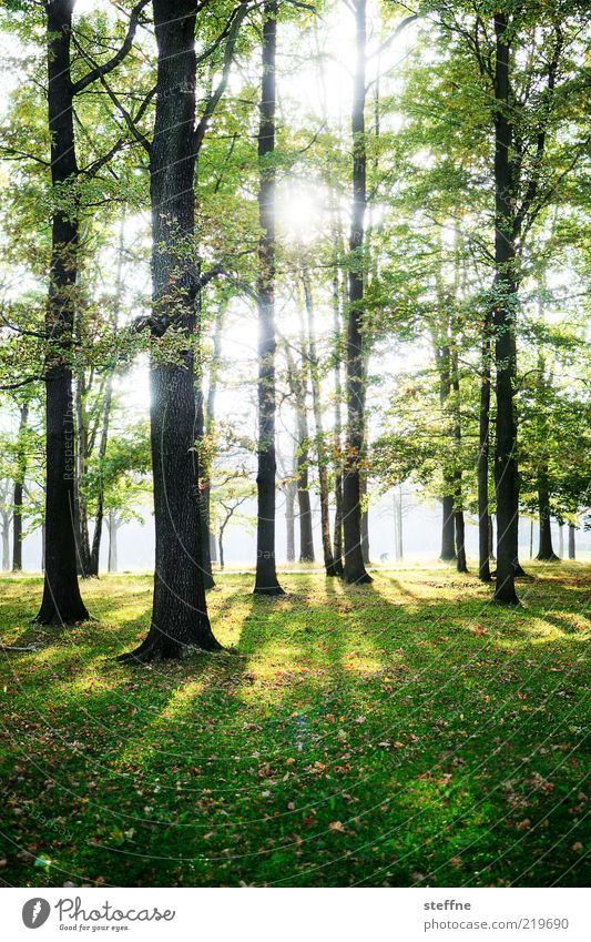 glistening Environment Nature Sun Sunlight Beautiful weather Tree Forest Relaxation Natural HDR Shadow Colour photo Sunbeam Back-light Woodground Grass Meadow