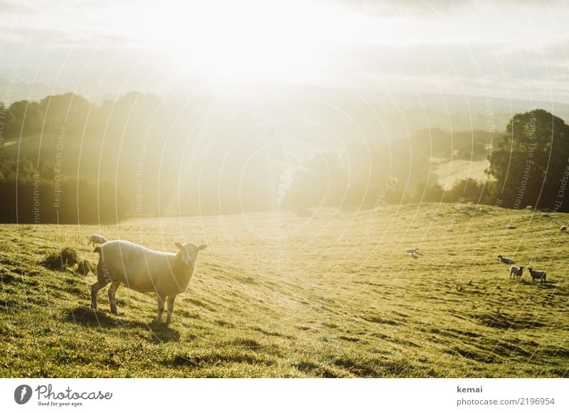 Sheep in the light Well-being Relaxation Calm Leisure and hobbies Trip Freedom Nature Landscape Sky Summer Beautiful weather Warmth Meadow Hill England Animal