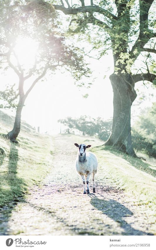 Sheep on the way Relaxation Calm Leisure and hobbies Nature Animal Beautiful weather Tree England Lanes & trails Farm animal Animal face 1 Looking Stand