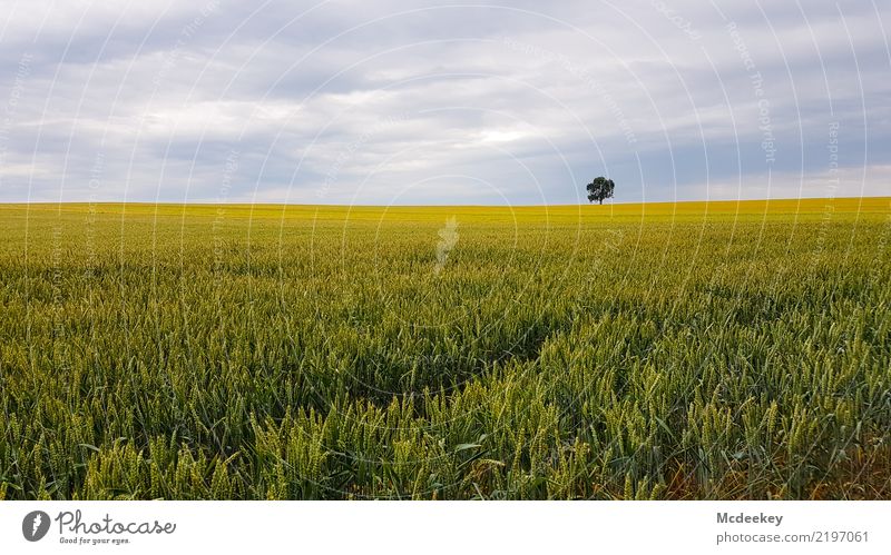 solitary Environment Nature Landscape Plant Sky Clouds Summer Tree Agricultural crop Cornfield Field Authentic Far-off places Healthy Gigantic Infinity Natural