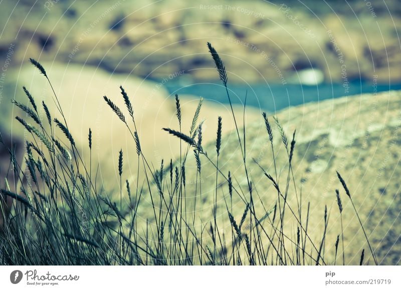 grass Nature Landscape Summer Beautiful weather Grass Foliage plant Blade of grass Rock Coast Ocean Old Near Vacation & Travel Wind Delicate Colour photo