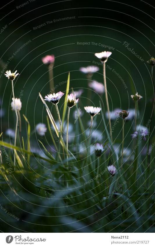 sunray catcher Nature Plant Sunlight Autumn Flower Blossom Wild plant Meadow Beautiful White Daisy Last Faded Colour photo Exterior shot Close-up Day Contrast