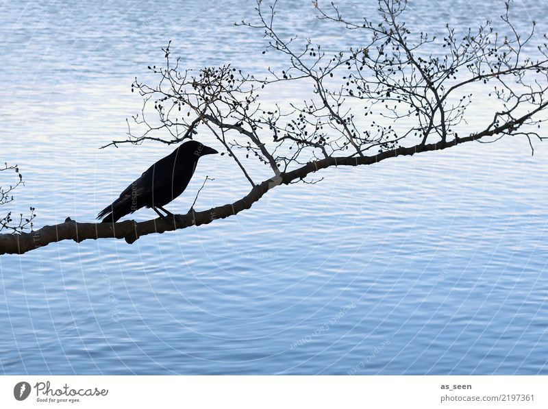 abraxas Hallowe'en Environment Nature Water Autumn Winter Tree Branch Twig Coast Lake Bird Raven birds 1 Animal Crouch Dark Blue Black Emotions Fear Bizarre