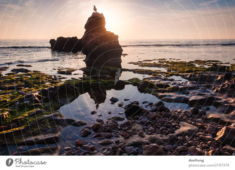 Sunrise on the shore with bird on the rock in the foreground Vacation & Travel Far-off places Summer vacation Beach Ocean Nature Landscape Animal Earth Water