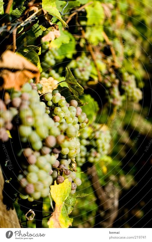 sunbathe Environment Nature Plant Sunlight Autumn Beautiful weather Warmth Agricultural crop Vine Bunch of grapes Hang Illuminate Growth Bright Delicious Green