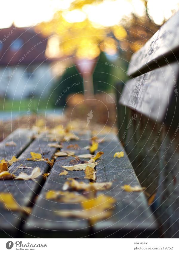 Bank in the village Nature Autumn Leaf Autumn leaves Village House (Residential Structure) Bench Park bench Wood Relaxation Yellow Calm Idyll Autumnal