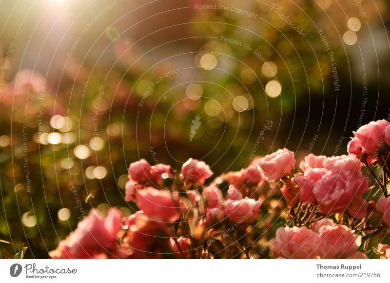 Roses in the sun Nature Plant Sunlight Summer Autumn Beautiful weather Flower Bushes Leaf Blossom Foliage plant Garden Park Blossoming Illuminate Warmth Pink