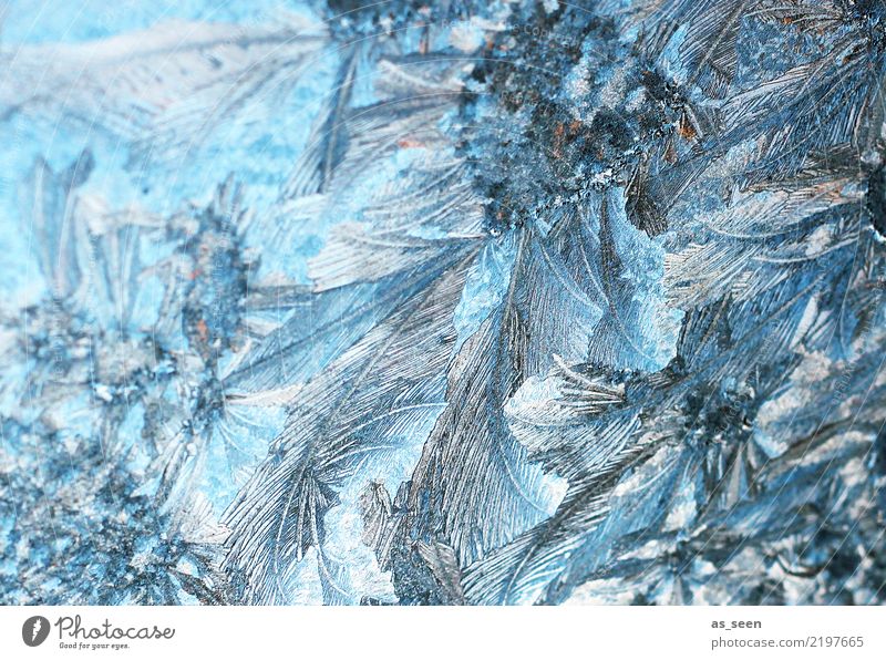 ice crystals Christmas & Advent New Year's Eve Environment Nature Elements Water Winter Climate Weather Ice Frost Frostwork Freeze Glittering Esthetic Firm Cold