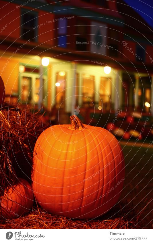 Helloween Feasts & Celebrations Thanksgiving Hallowe'en Multicoloured Exterior shot Twilight Artificial light Central perspective Pumpkin time Decoration