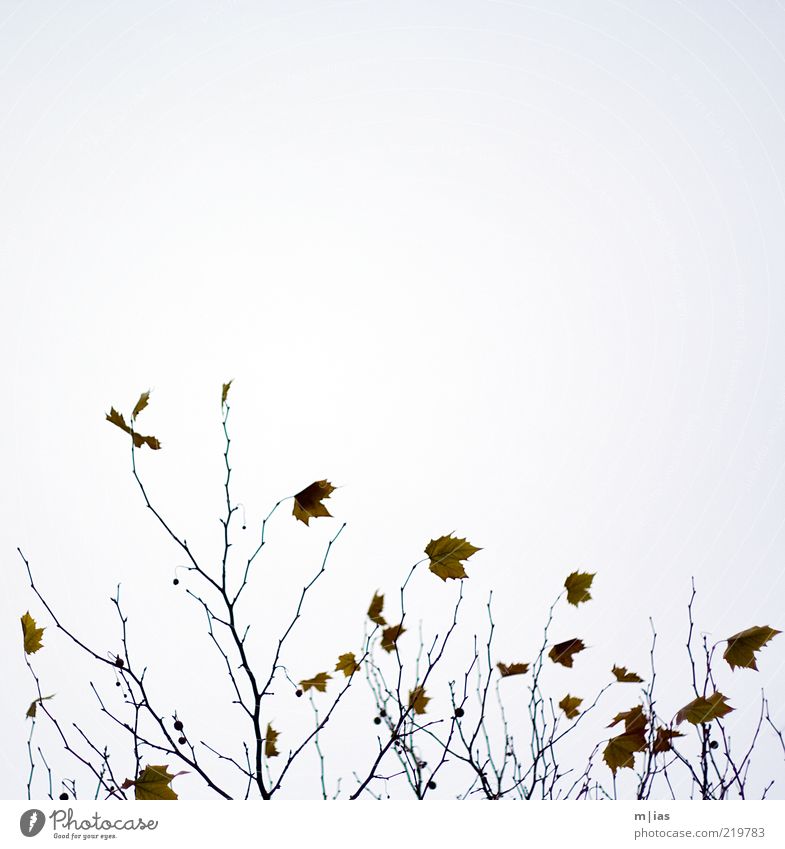 autumn Nature Plant Autumn Weather Wind Tree Movement Decline Transience Colour photo Subdued colour Exterior shot Detail Abstract Pattern Deserted Day Evening