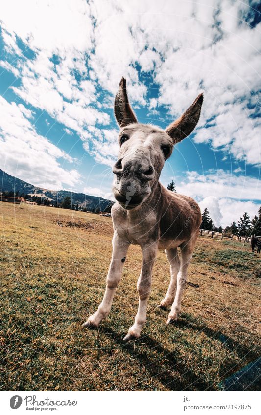 ass Environment Nature Plant Animal Sky Clouds Autumn Grass Meadow Mountain Donkey 1 Stand Blue Brown Yellow Green Love of animals Obstinate Colour photo