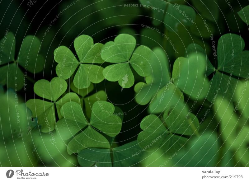 luck Nature Plant Spring Leaf Meadow Happy Clover Cloverleaf Colour photo Multicoloured Exterior shot Deserted Copy Space top Shallow depth of field