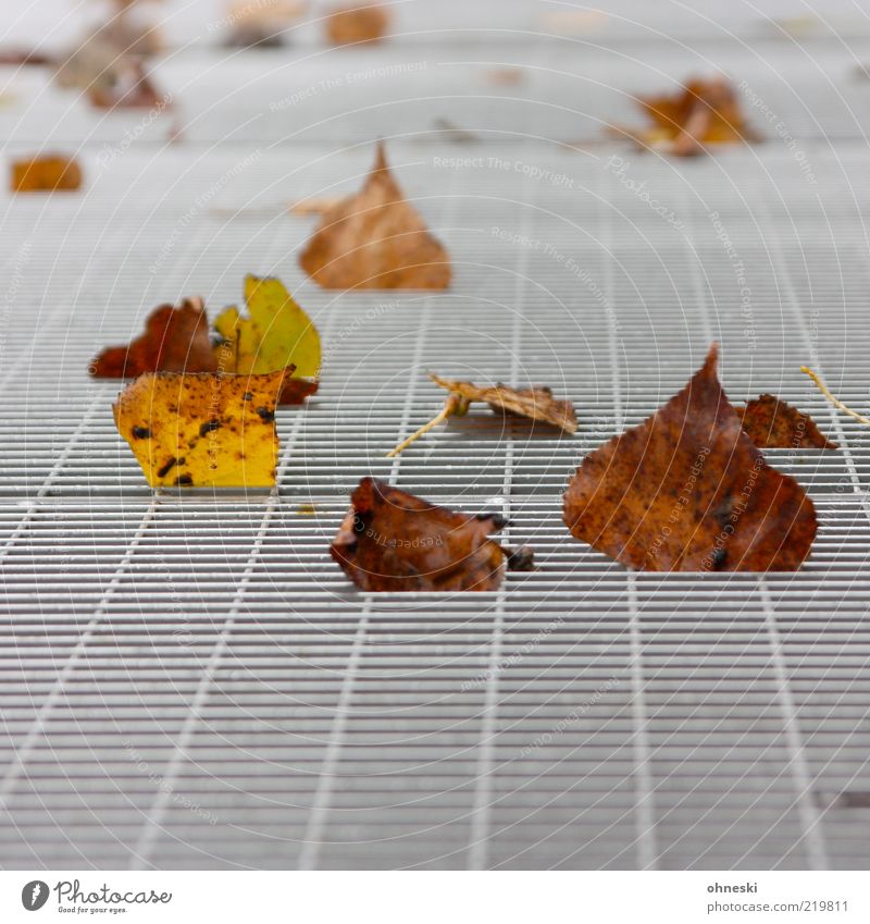 foliage Environment Nature Autumn Leaf Grating Metal grid To fall Decline Transience Colour photo Pattern Copy Space bottom Autumn leaves Brown Lie Deserted