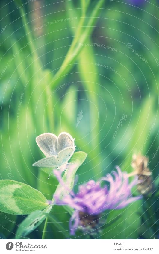 Spring in autumn Nature Plant Grass Leaf Blossom Foliage plant Wild plant Clover blossom Cloverleaf Meadow Animal Wild animal Butterfly Wing 1 Brown Green