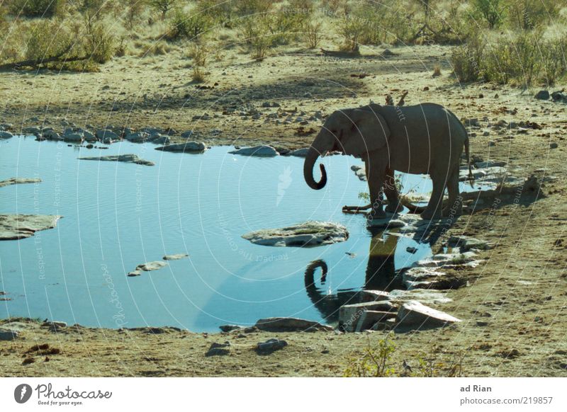 elephant bath Nature Water Animal Wild animal Elephant 1 Colour photo Baby animal Baby elefant Trunk Watering Hole Surface of water Copy Space left Steppe