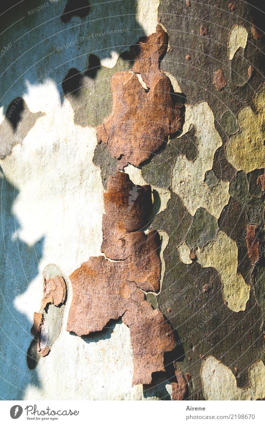 exfoliation Skin Plant Tree Tree trunk American Sycamore Tree bark Natural Dry Blue Brown Red White Bravery Cleanliness Personal hygiene Beautiful Change Auburn