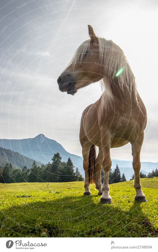 Horse on alpine meadow Ride Mountain Equestrian sports Nature Landscape Sky Sun Beautiful weather Grass Forest 1 Animal Stand Free Strong Blue Brown Gray Calm