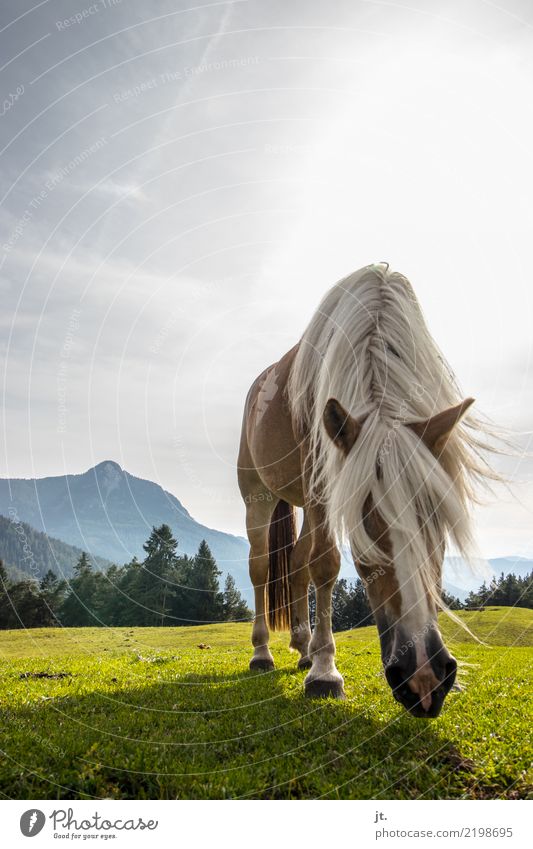 Horse on alpine meadow Ride Mountain Equestrian sports Nature Landscape Sky Sun Beautiful weather Grass Meadow Forest 1 Animal To feed Hiking Blue Brown Green
