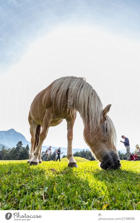 Horse on alpine meadow Ride Tourism Trip Mountain Hiking Equestrian sports Climbing Mountaineering Human being Young woman Youth (Young adults) Young man