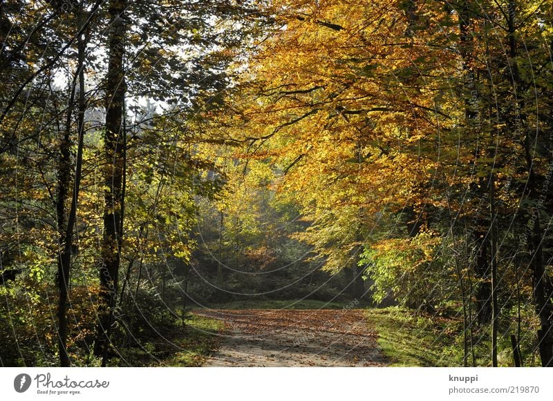 autumn Environment Nature Autumn Beautiful weather Plant Tree Bushes Leaf Wild plant Forest Dream Brown Yellow Gold Green Black Deciduous tree Autumn leaves