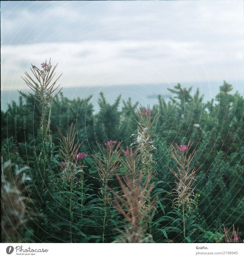 cliff dweller Environment Nature Plant Summer Grass Bushes Foliage plant Coast Ireland Howth Blossoming Relaxation Growth Thorny Blue Gray Green Calm Horizon