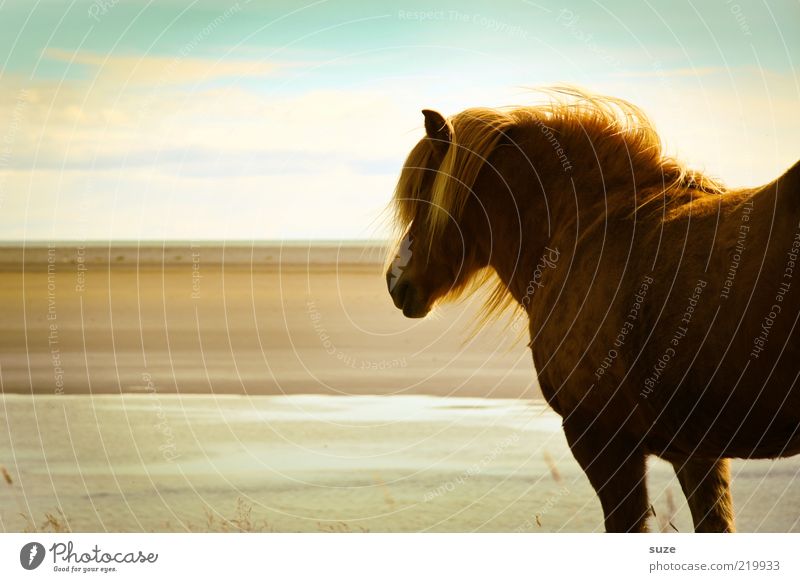 looking away Beautiful Beach Ocean Nature Landscape Animal Sky Clouds Wind Coast Farm animal Wild animal Horse Stand Wait Esthetic Natural Moody Mane Iceland