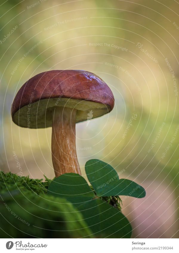 brown cap Nature Plant Animal Autumn Grass Moss Wild plant Park Forest Eating Illuminate Growth Cep Mushroom Mushroom cap Mushroom picker Mushroom soup Edible