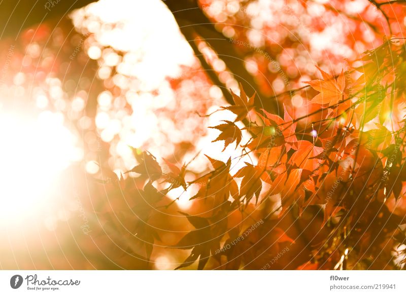 english autumn sun Sun Nature Sky Autumn Tree Leaf Forest Bright Yellow Green Orange Red Moody Deciduous tree Dazzle Branch Autumnal Autumnal colours