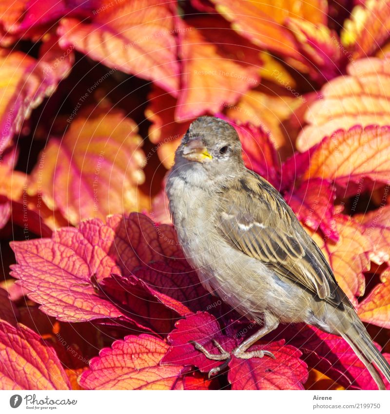 spaetzle Leaf Garden Animal Bird Sparrow 1 Looking Sit Friendliness Small Near Curiosity Cute Yellow Orange Pink Red Trust Sympathy Be confident Colour photo