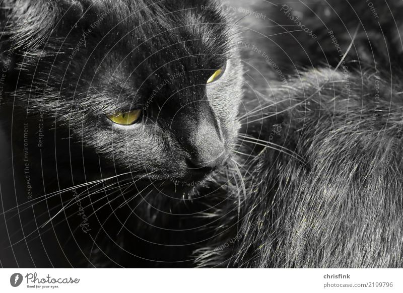 Black cat Animal Cat 1 Observe Looking Wait Esthetic Yellow Gray Attentive Watchfulness Pet Domestic cat Hair and hairstyles Pelt "Eyes," Facial hair