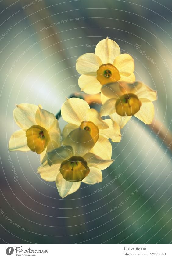 Light-flooded yellow daffodils (Narcissus) Design Harmonious Relaxation Calm Meditation Decoration Wallpaper Image Card Easter Nature Plant Spring Flower