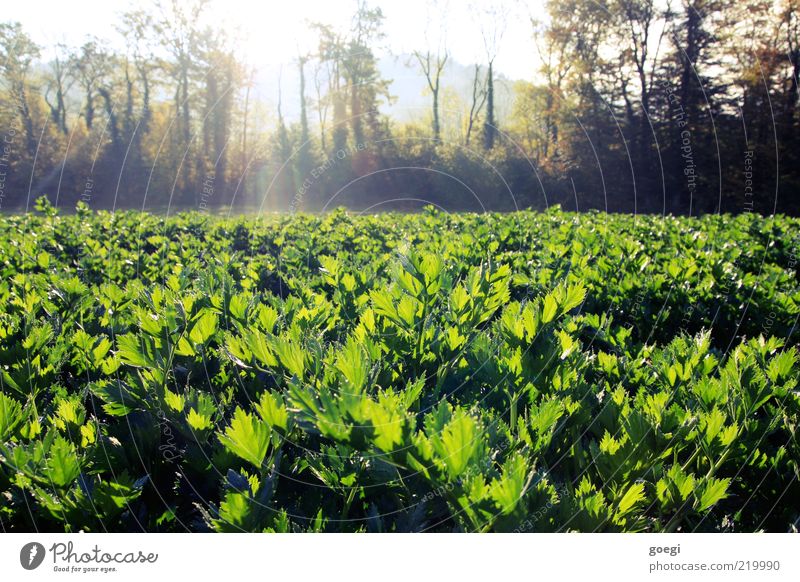 celery Food Vegetable Environment Nature Landscape Plant Sky Sun Sunlight Autumn Beautiful weather Tree Agricultural crop Celery Field Healthy Natural