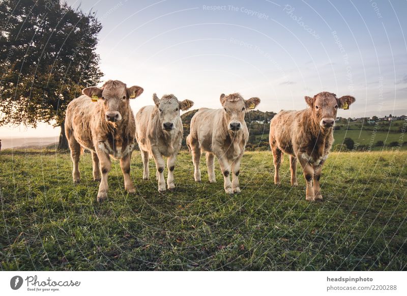 Four young cops on a meadow looking into the camera Cloudless sky Sunrise Sunset Meadow Field Farm animal Cow 4 Animal Group of animals Herd Baby animal
