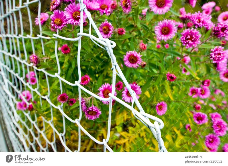 asters Summer Garden Nature Plant Climate Blossom Fresh Juicy Pink Red Brandenburg Fence Wire netting Wire netting fence Multicoloured Blossoming Colour photo