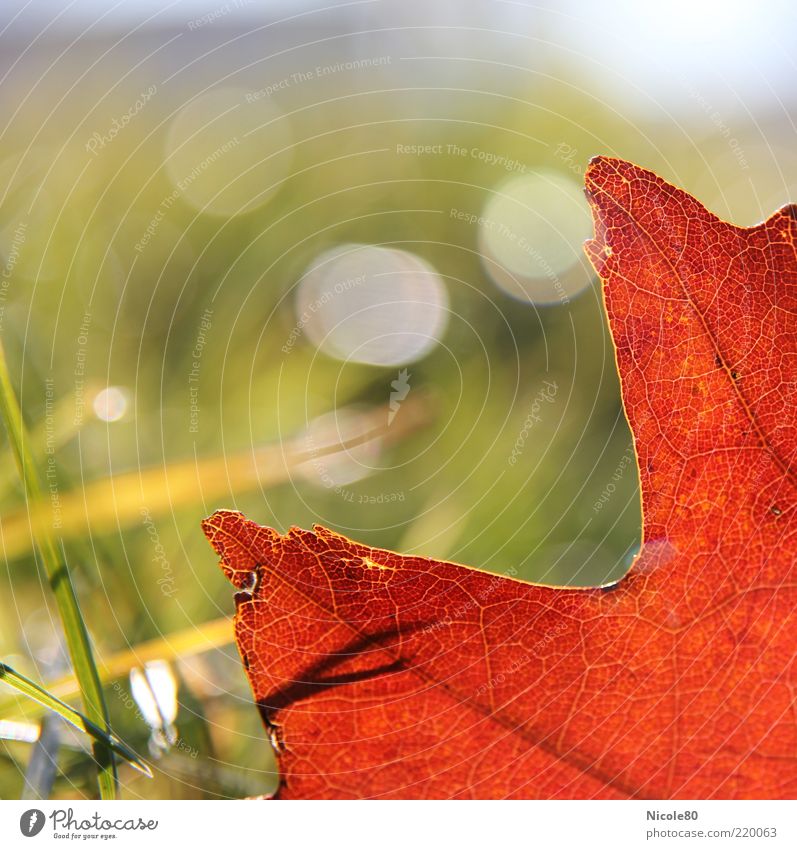 red oak leaf Environment Nature Plant Autumn Beautiful weather Grass Leaf Meadow Green Red Oak leaf Colour photo Exterior shot Detail Macro (Extreme close-up)
