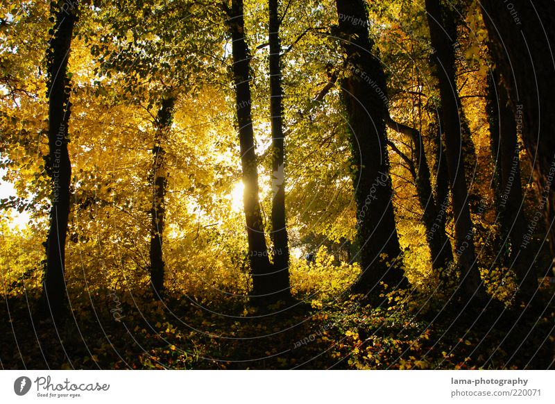 autumn figures Nature Sunlight Autumn Tree Leaf Forest Yellow Gold Autumnal Autumn leaves Automn wood Autumnal landscape Shadow Silhouette Sunbeam Colour photo