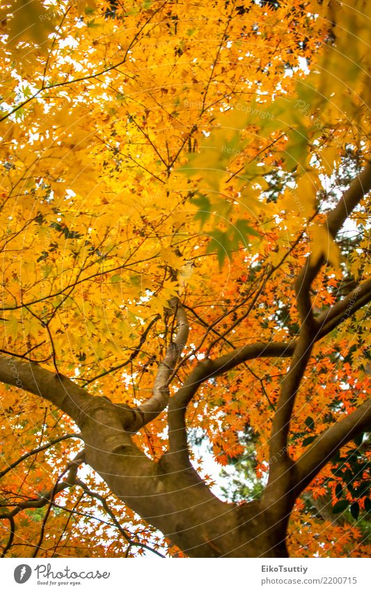 Fall Color Maple Leaves at the Forest in Aichi, Nagoya, Japan Beautiful Vacation & Travel Mountain Garden Nature Plant Sky Autumn Tree Leaf Park Wild Yellow