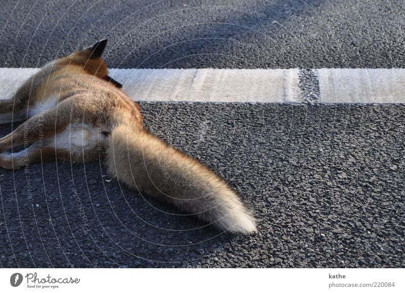 Sleeps only Animal Traffic accident Street Wild animal Dead animal Pelt 1 Cuddly Brown Emotions Grief Death Colour photo Exterior shot Copy Space right Evening