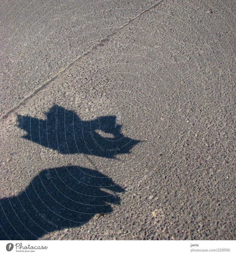 sweetheart Hand Plant Autumn Leaf Sign Natural Shadow Trust Hope Exterior shot Deserted Copy Space right Copy Space top Day Heart-shaped Shadow play To hold on