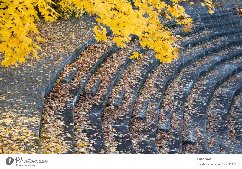 autumn of spectators Sporting Complex Stadium Nature Autumn Climate Tree Leaf Stairs Old Yellow Gray Line Curve Round Sharp-edged Concrete Derelict Empty