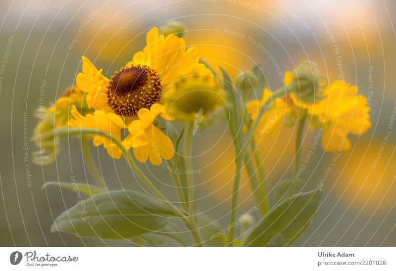 Yellow flowers of the sun bride (Helenium) Harmonious Well-being Contentment Senses Relaxation Calm Meditation Wallpaper Valentine's Day Nature Plant Summer