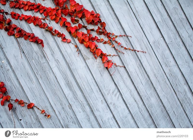 autumn Calm Nature Plant Leaf Deserted Threat Firm Blue Red Life Environment Growth Tendril Boarded Colour Colour photo Exterior shot Copy Space right