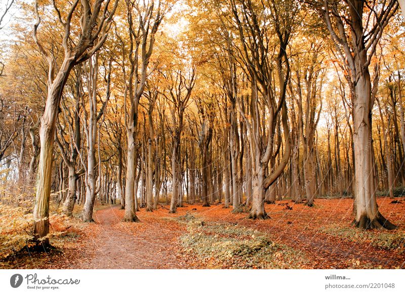 Ghost forest in Nienhagen Autumn Beech tree Tree Autumnal colours Autumn leaves Automn wood Autumnal weather Forest coastal forest Beech wood Nature reserve